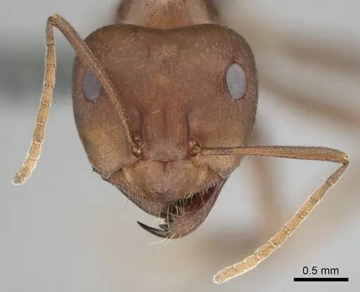 Anoplolepis steingroeveri specimen CASENT0257359 image casent0257359_3