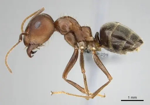 Anoplolepis steingroeveri specimen CASENT0257359 image casent0257359_4