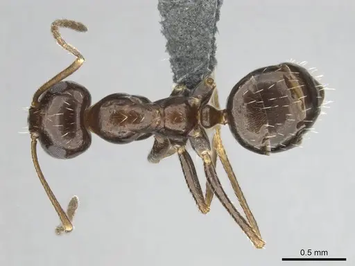 Anoplolepis steingroeveri specimen CASENT0257361 image casent0257361_1