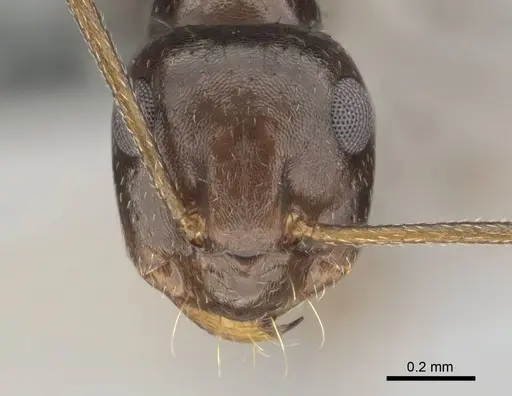 Anoplolepis steingroeveri specimen CASENT0257361 image casent0257361_2