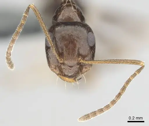 Anoplolepis steingroeveri specimen CASENT0257361 image casent0257361_3