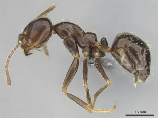 Anoplolepis steingroeveri specimen CASENT0257361 image casent0257361_4