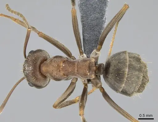 Anoplolepis steingroeveri specimen CASENT0785912 image casent0785912_1