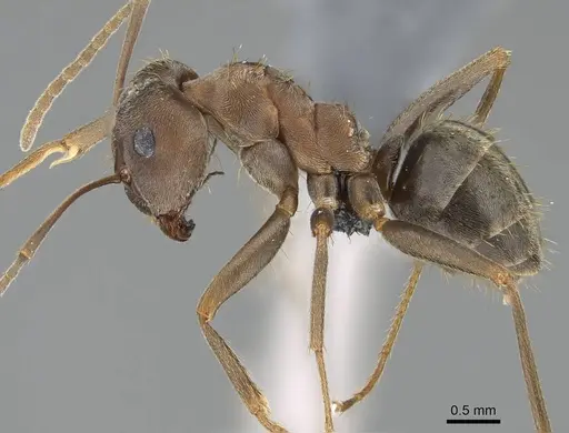 Anoplolepis steingroeveri specimen CASENT0785912 image casent0785912_3