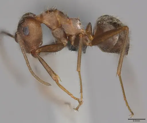 Anoplolepis steingroeveri specimen CASENT0785914 image casent0785914_2