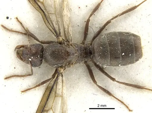 Anoplolepis steingroeveri specimen CASENT0903232 image casent0903232_1