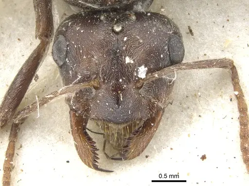 Anoplolepis steingroeveri specimen CASENT0903232 image casent0903232_2