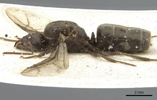 Anoplolepis steingroeveri specimen CASENT0903232 image casent0903232_3
