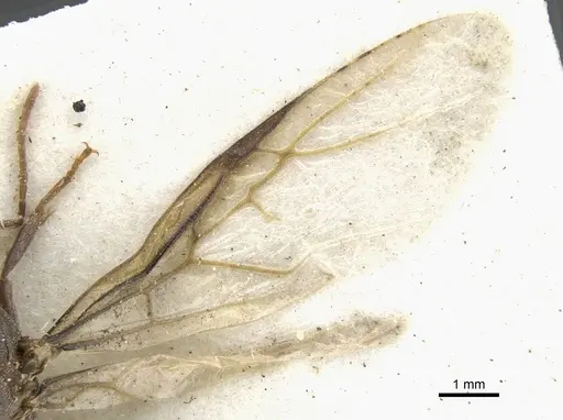 Anoplolepis steingroeveri specimen CASENT0903232 image casent0903232_4