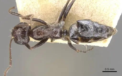 Anoplolepis steingroeveri specimen CASENT0909841 image casent0909841_1