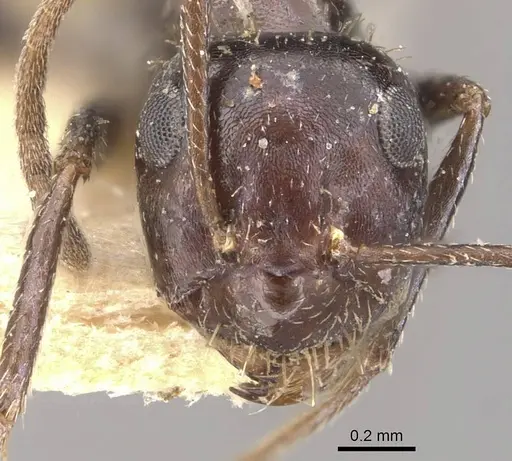 Anoplolepis steingroeveri specimen CASENT0909841 image casent0909841_2