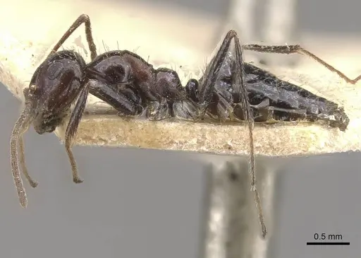 Anoplolepis steingroeveri specimen CASENT0909841 image casent0909841_3