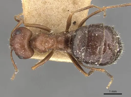 Anoplolepis steingroeveri specimen CASENT0909842 image casent0909842_1