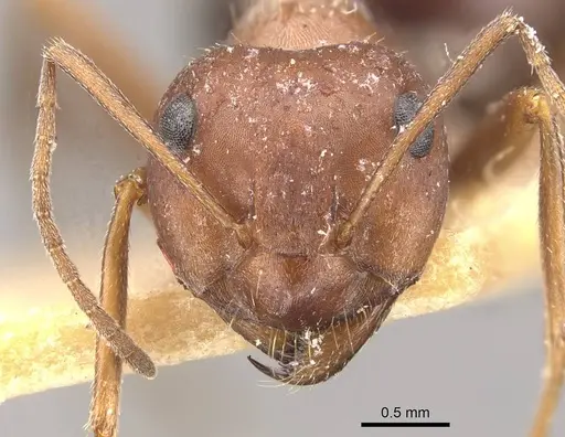 Anoplolepis steingroeveri specimen CASENT0909842 image casent0909842_2