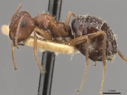 Anoplolepis steingroeveri specimen CASENT0909842 image casent0909842_3