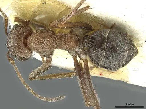 Anoplolepis steingroeveri specimen CASENT0912364 image casent0912364_1