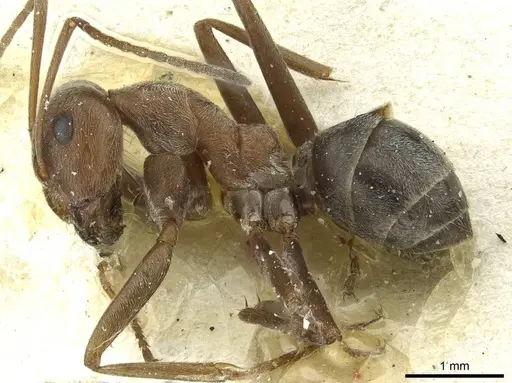 Anoplolepis steingroeveri specimen CASENT0912364 image casent0912364_3