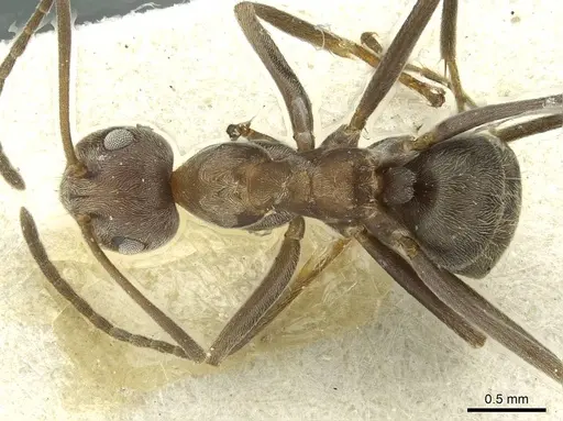 Anoplolepis steingroeveri specimen CASENT0912365 image casent0912365_1
