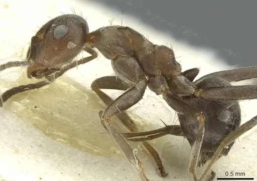 Anoplolepis steingroeveri specimen CASENT0912365 image casent0912365_3