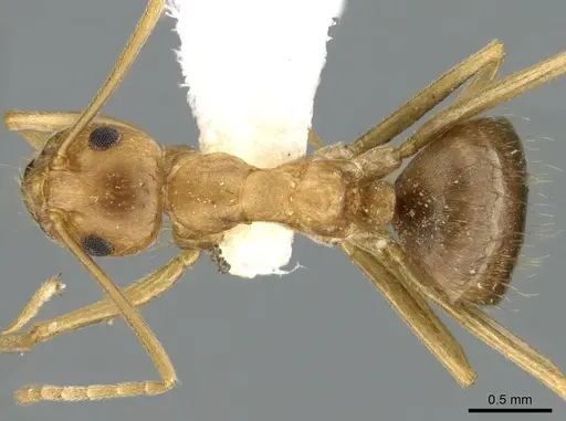 Anoplolepis tenella specimen CASENT0906282 image casent0906282_1