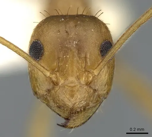 Anoplolepis tenella specimen CASENT0906282 image casent0906282_2