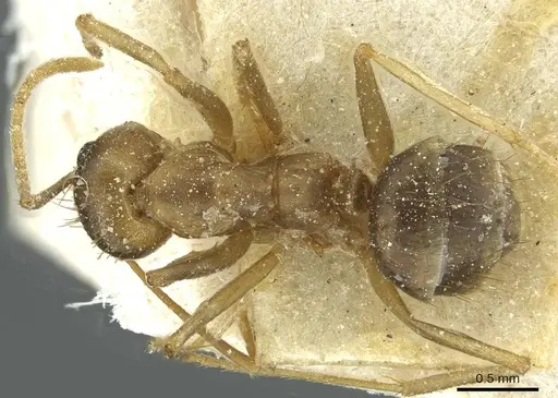 Anoplolepis tenella specimen CASENT0912356 image casent0912356_1