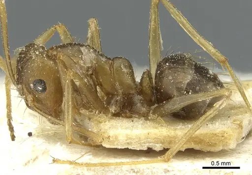 Anoplolepis tenella specimen CASENT0912356 image casent0912356_3
