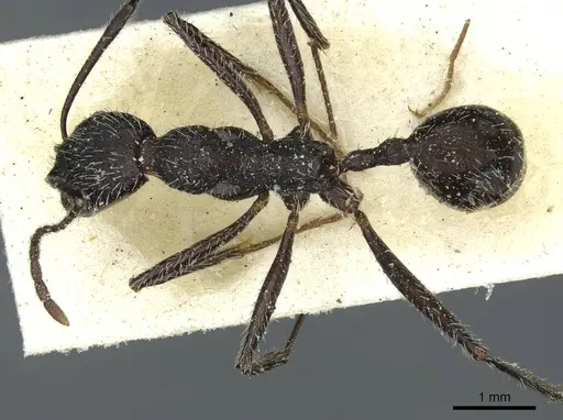 Aphaenogaster afra specimen CASENT0913111 image casent0913111_1