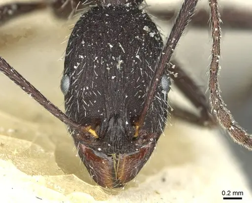 Aphaenogaster afra specimen CASENT0913111 image casent0913111_2