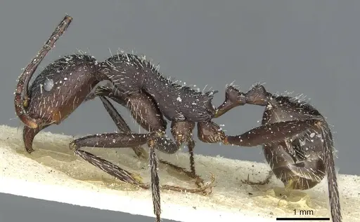 Aphaenogaster afra specimen CASENT0913111 image casent0913111_3