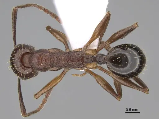 Aphaenogaster aktaci specimen CASENT0922687 image casent0922687_1
