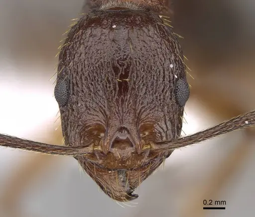 Aphaenogaster aktaci specimen CASENT0922687 image casent0922687_2