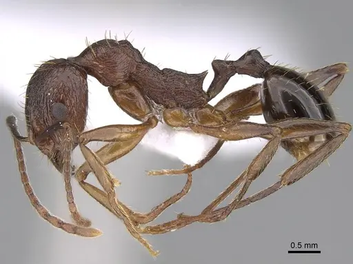 Aphaenogaster aktaci specimen CASENT0922687 image casent0922687_3