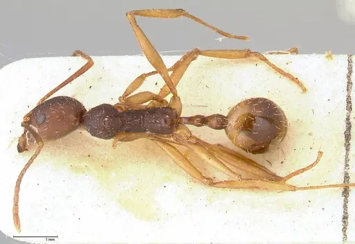 Aphaenogaster angulata specimen FOCOL0500 image focol0500_1