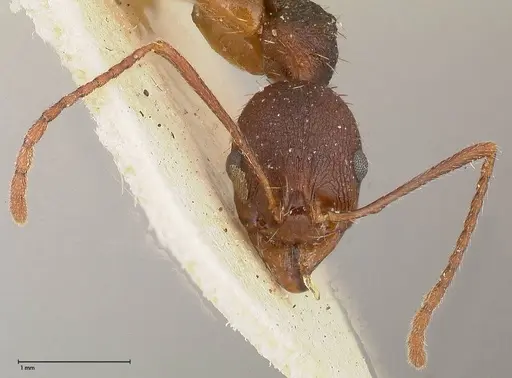 Aphaenogaster angulata specimen FOCOL0500 image focol0500_2
