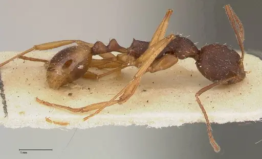 Aphaenogaster angulata specimen FOCOL0500 image focol0500_3
