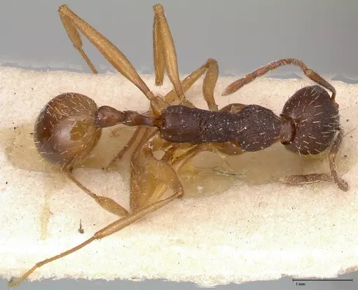 Aphaenogaster angulata specimen FOCOL0501 image focol0501_1