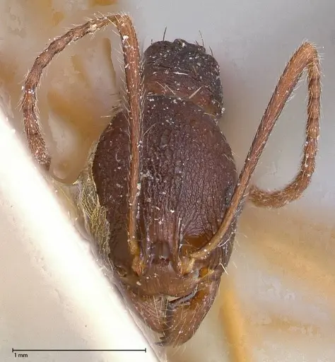 Aphaenogaster angulata specimen FOCOL0501 image focol0501_2