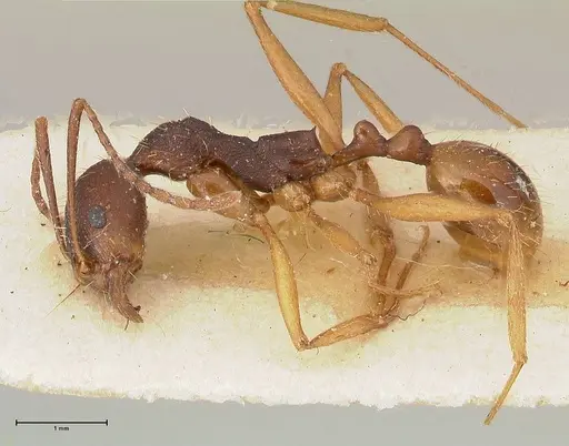 Aphaenogaster angulata specimen FOCOL0501 image focol0501_3