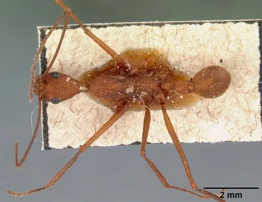 Aphaenogaster araneoides specimen CASENT0102145 image casent0102145_1
