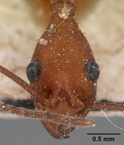 Aphaenogaster araneoides specimen CASENT0102145 image casent0102145_2