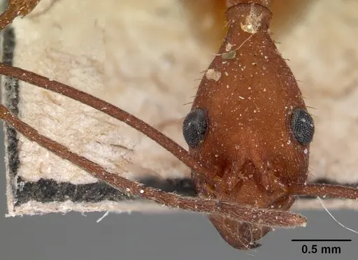Aphaenogaster araneoides specimen CASENT0102145 image casent0102145_3