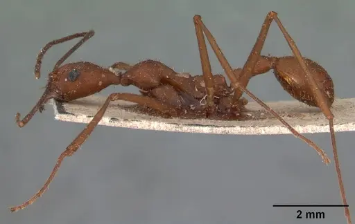 Aphaenogaster araneoides specimen CASENT0102145 image casent0102145_4