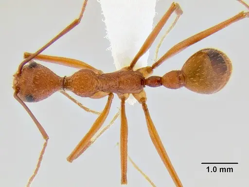 Aphaenogaster araneoides specimen CASENT0106242 image casent0106242_1