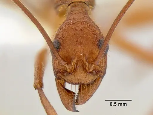 Aphaenogaster araneoides specimen CASENT0106242 image casent0106242_2