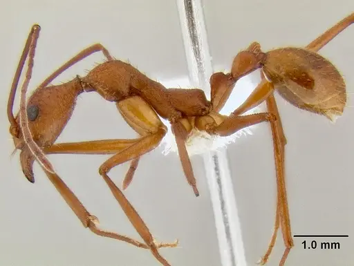 Aphaenogaster araneoides specimen CASENT0106242 image casent0106242_3