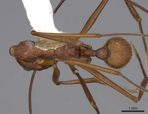 Aphaenogaster araneoides specimen CASENT0914484 image casent0914484_1