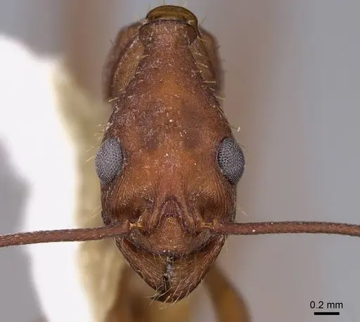 Aphaenogaster araneoides specimen CASENT0914484 image casent0914484_2