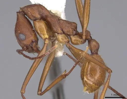Aphaenogaster araneoides specimen CASENT0914484 image casent0914484_3