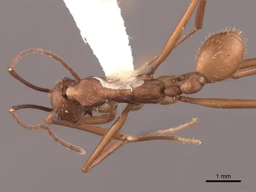 Aphaenogaster araneoides specimen FMNHINS0000062986 image fmnhins0000062986_1